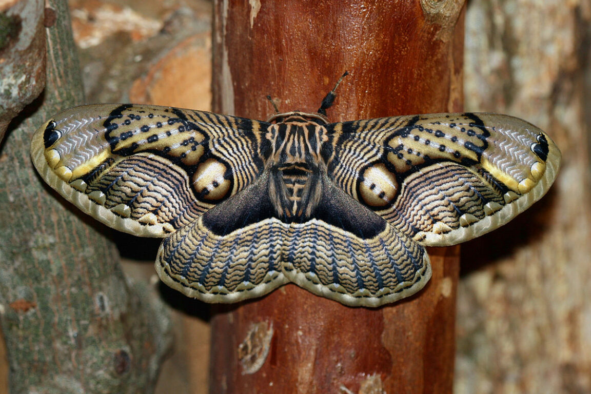 top-10-most-beautiful-moths-in-the-world-nsnbc