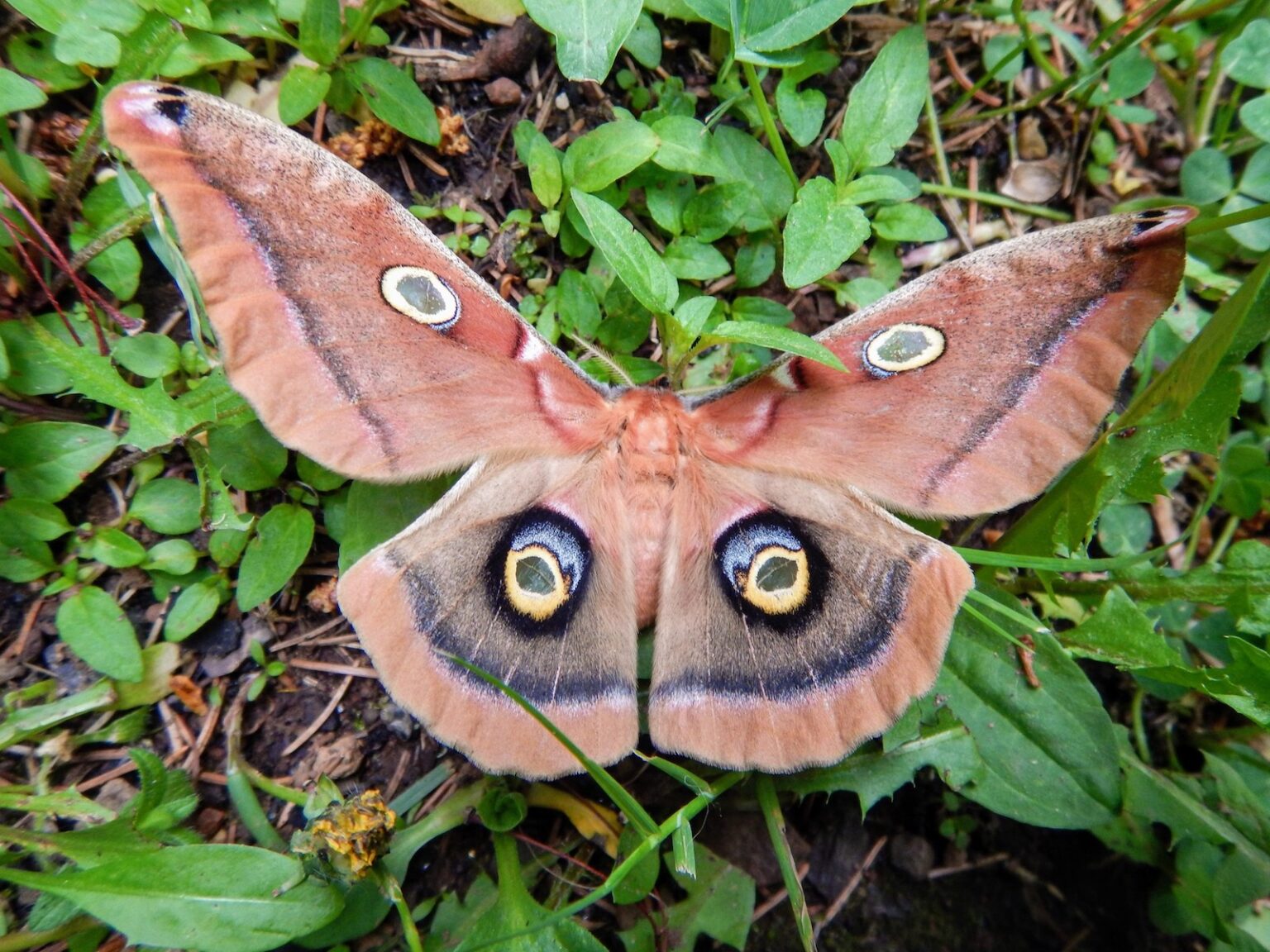 top-10-most-beautiful-moths-in-the-world-nsnbc