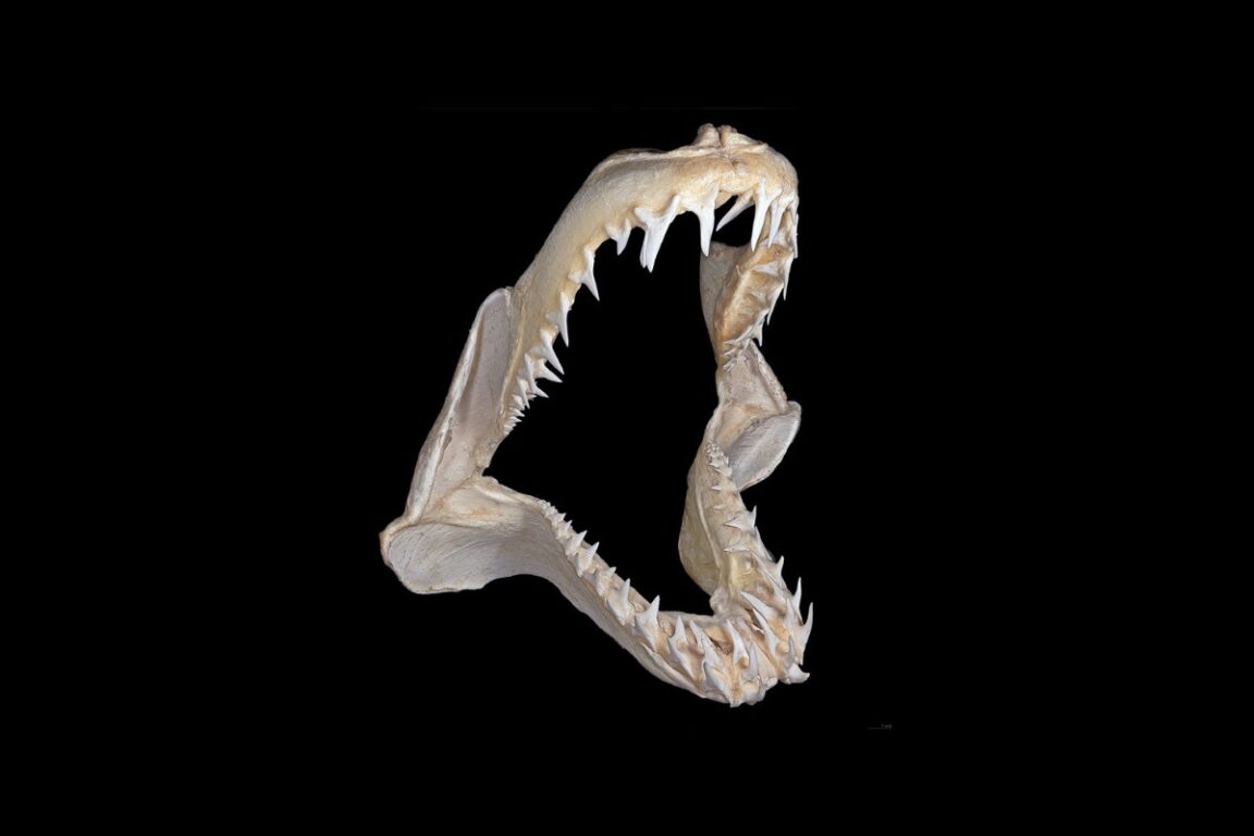 Top 10 Animals With Strongest Bite Force NSNBC