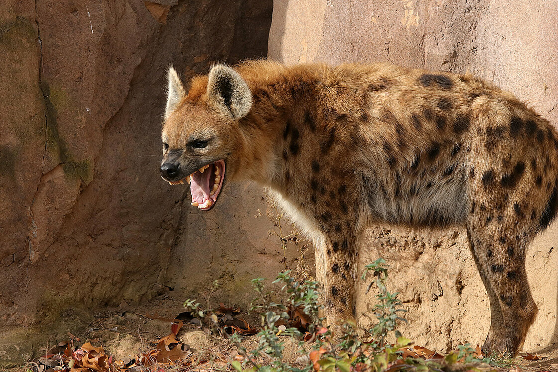 Top 10 Animals With Strongest Bite Force - NSNBC