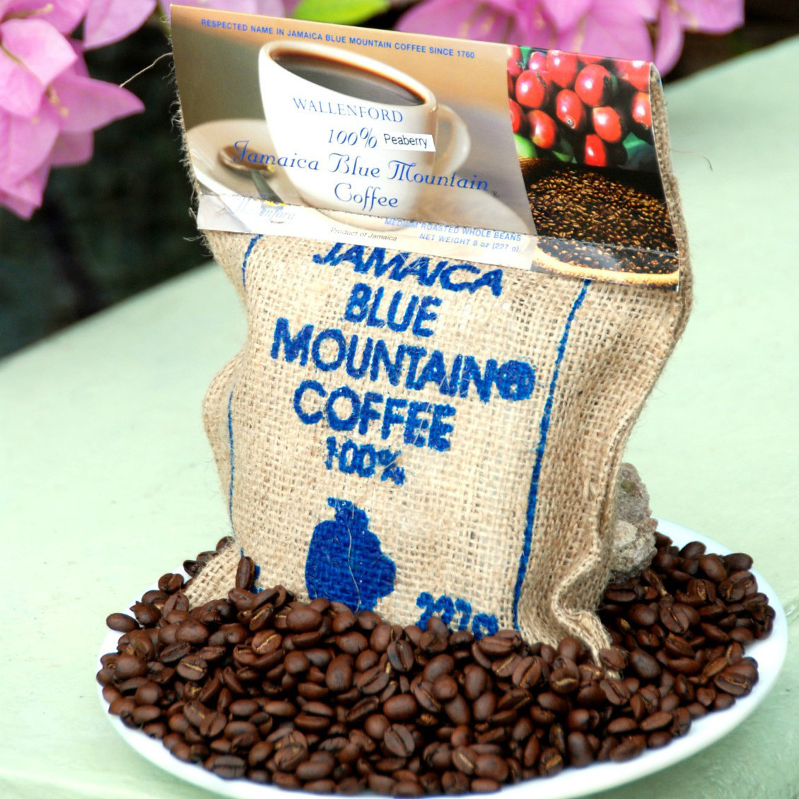 Покупать кофе. Блю Маунтин кофе. Jamaica Blue Mountain Coffee. Сорт кофе Блю Маунтин. Зеленый кофе Ямайка Блю Маунтин.