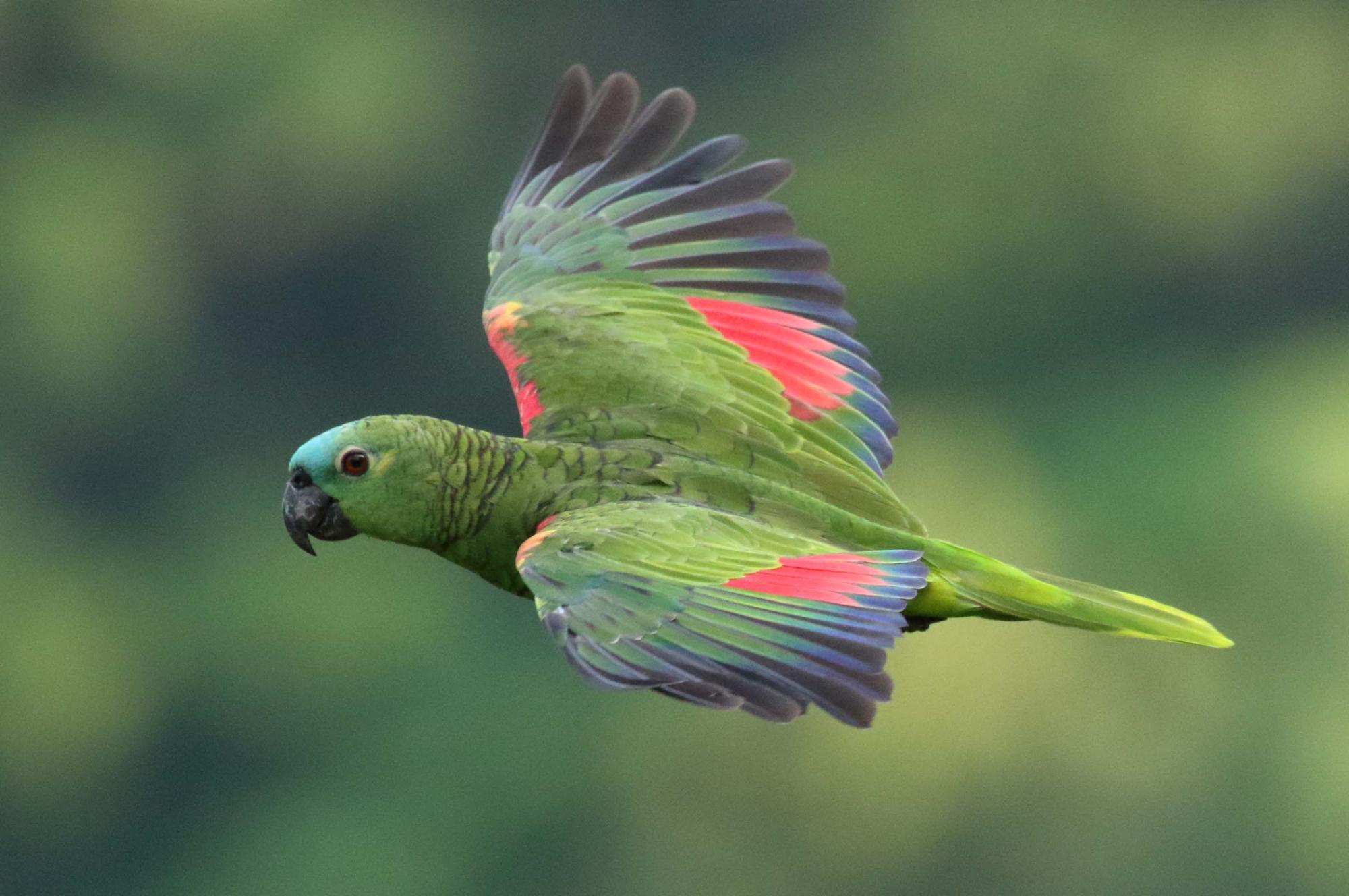 Top 10 Smartest Talking Birds In The World Nsnbc Top 10 Smartest Talking Birds In The World Nsnbc