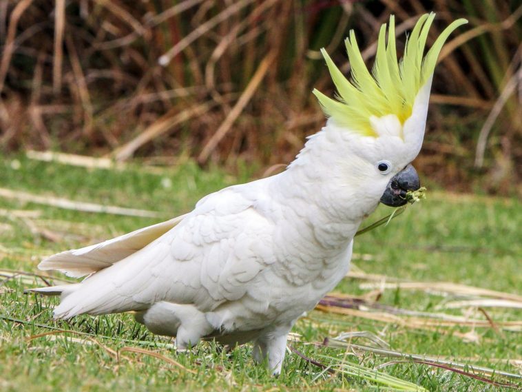 cockatoo talking