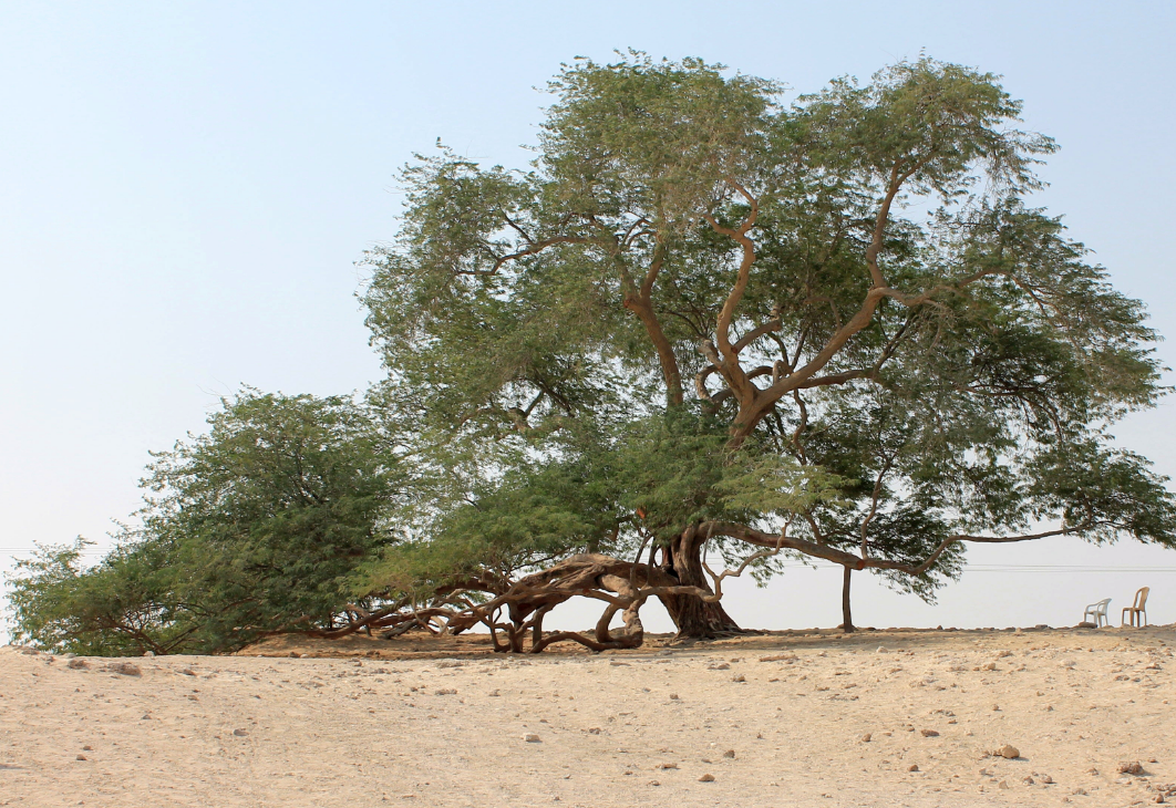 That tree. Дерево жизни Бахрейн. Дерево в Бахрейне. Дерево жизни из Бахрейна. Дерево Шами.