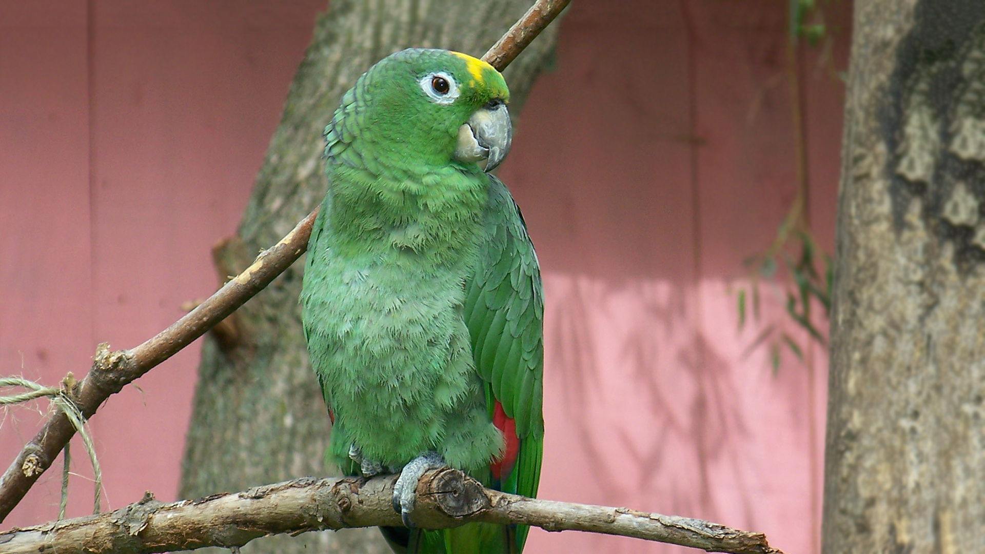 Top 10 Smartest Talking Birds In The World Nsnbc Top 10 Smartest Talking Birds In The World Nsnbc