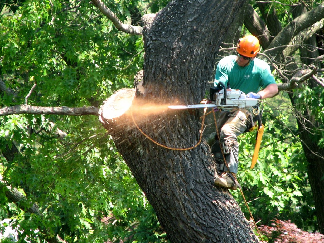 Top 3 Reasons To Hire a Professional Tree Service in 2021 | NSNBC