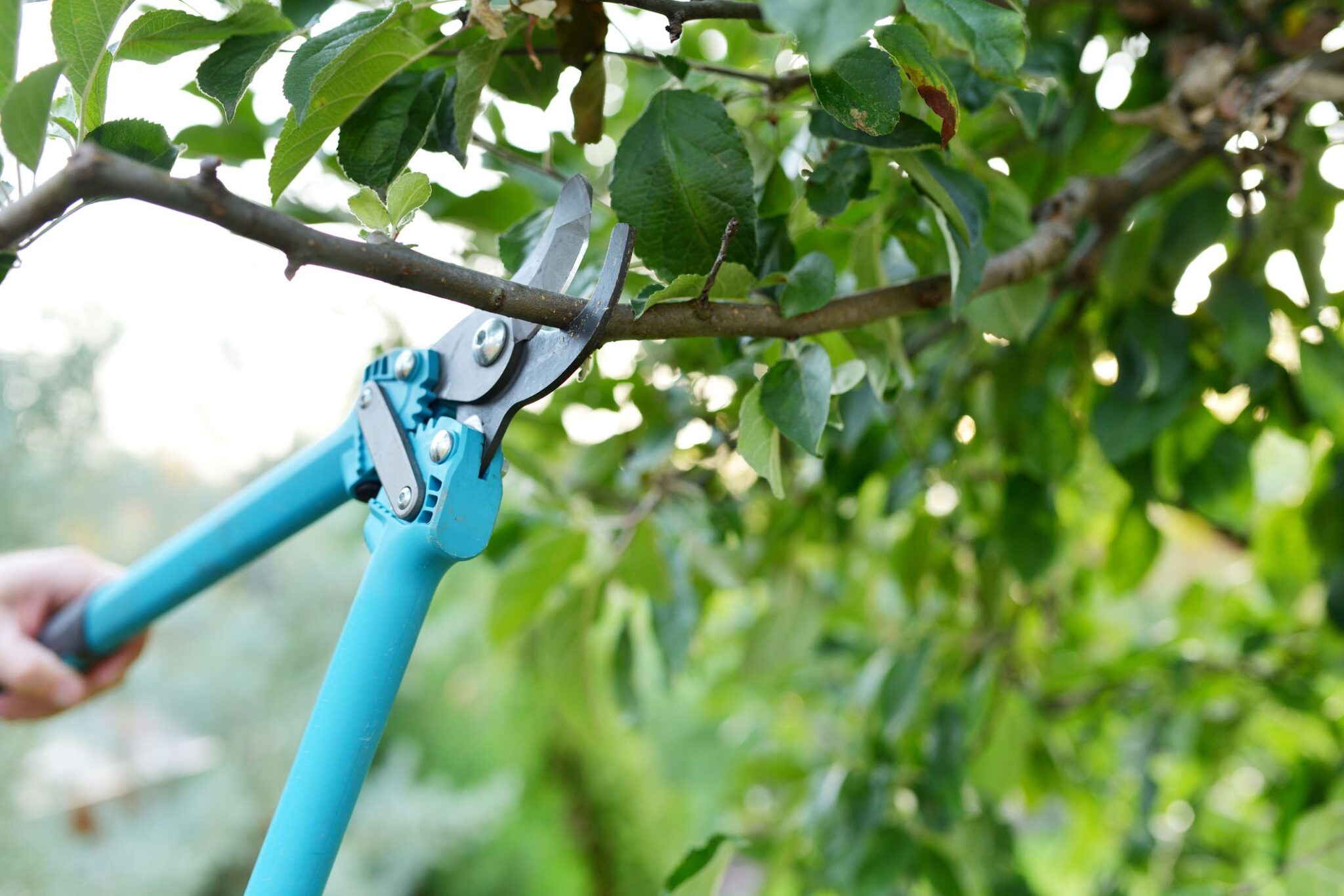 Top 5 Tree Trimming Tools Everyone Needs to Keep Their Trees Beautiful ...