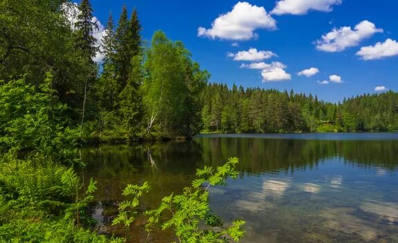 norway forest and lake